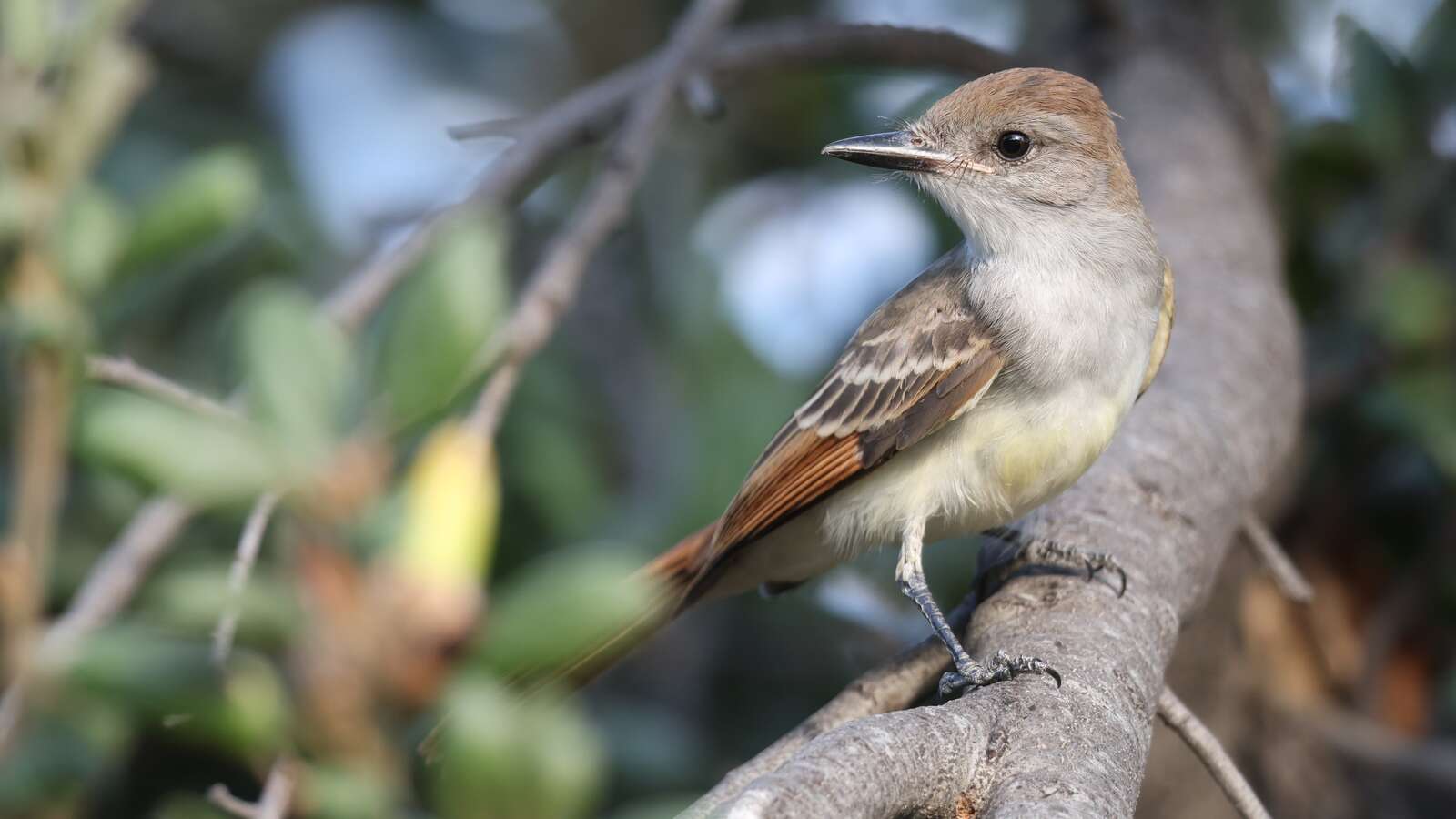 El Dorado Park