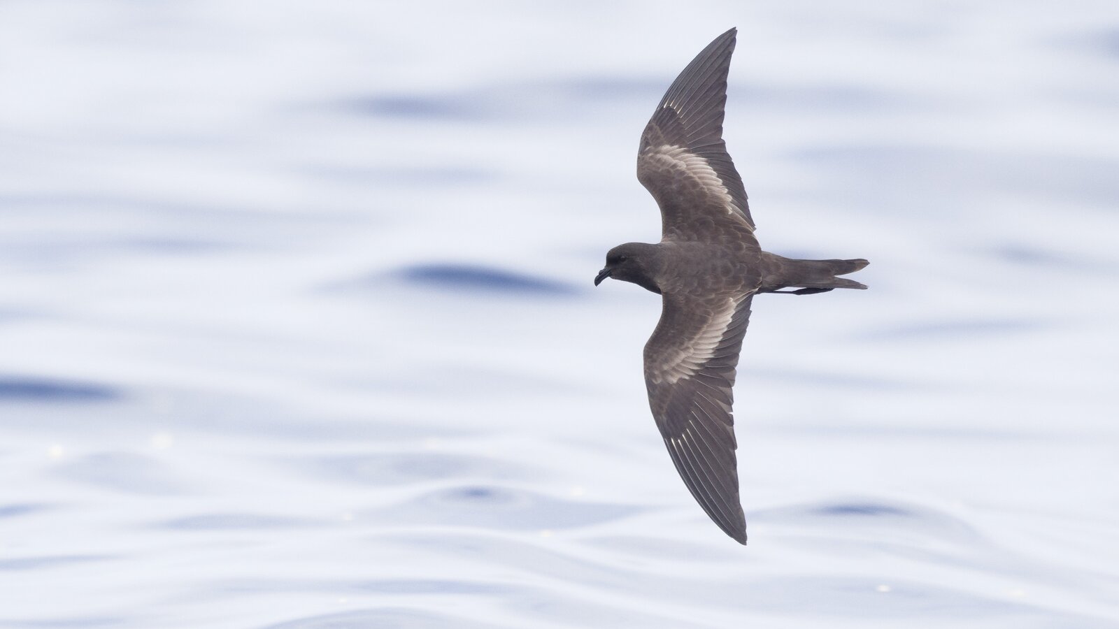 Pelagic