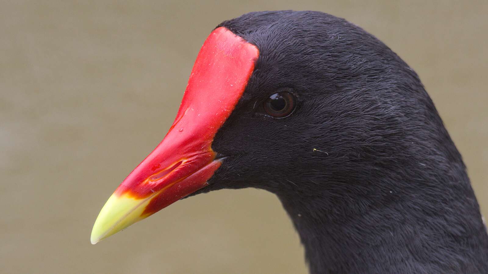 Common Gallinule