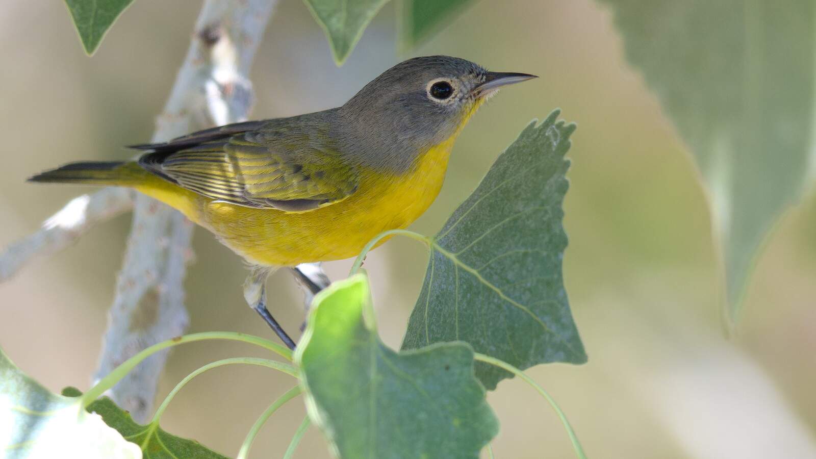 Nashville Warbler