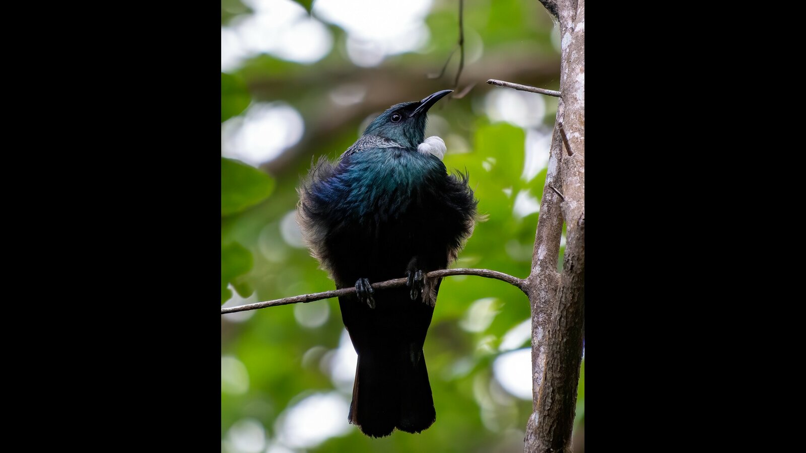 Tu̅i̅, photo by Aaron