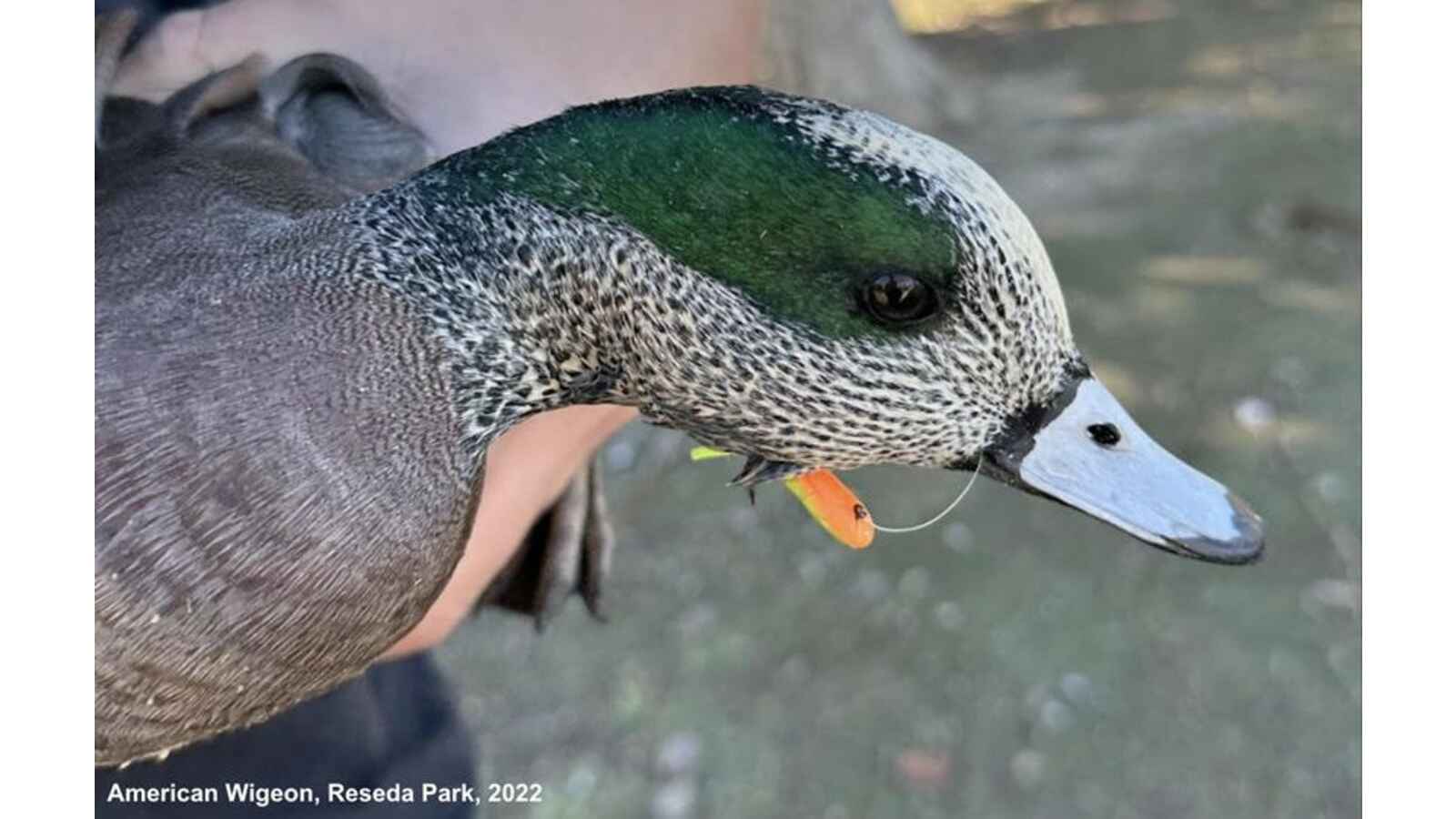 American Wigeon being rescued