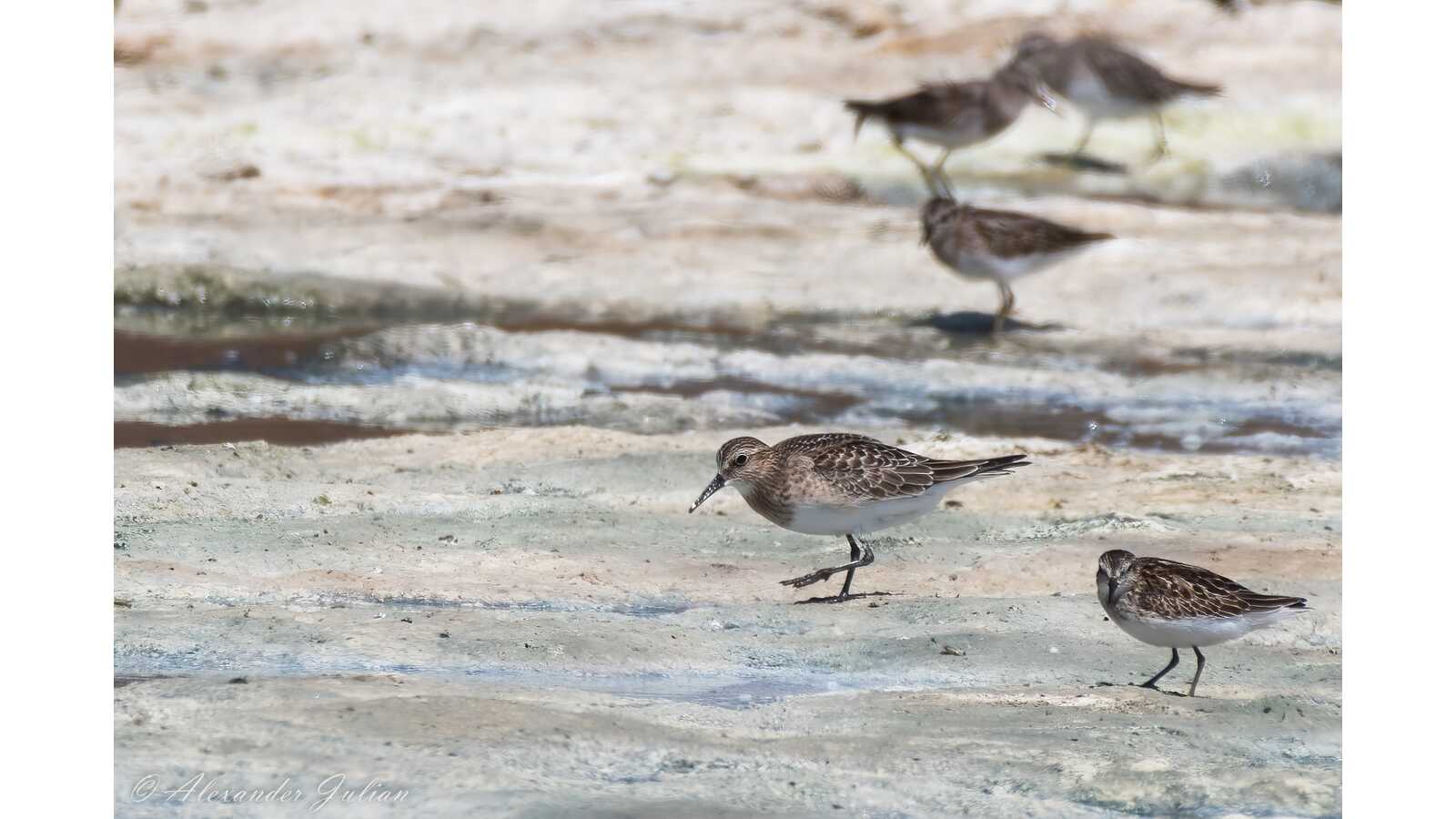 Baird's and Least Sandpipers