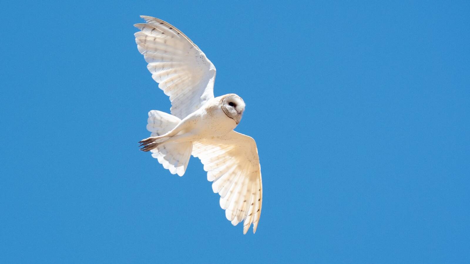 Barn Owl in flight