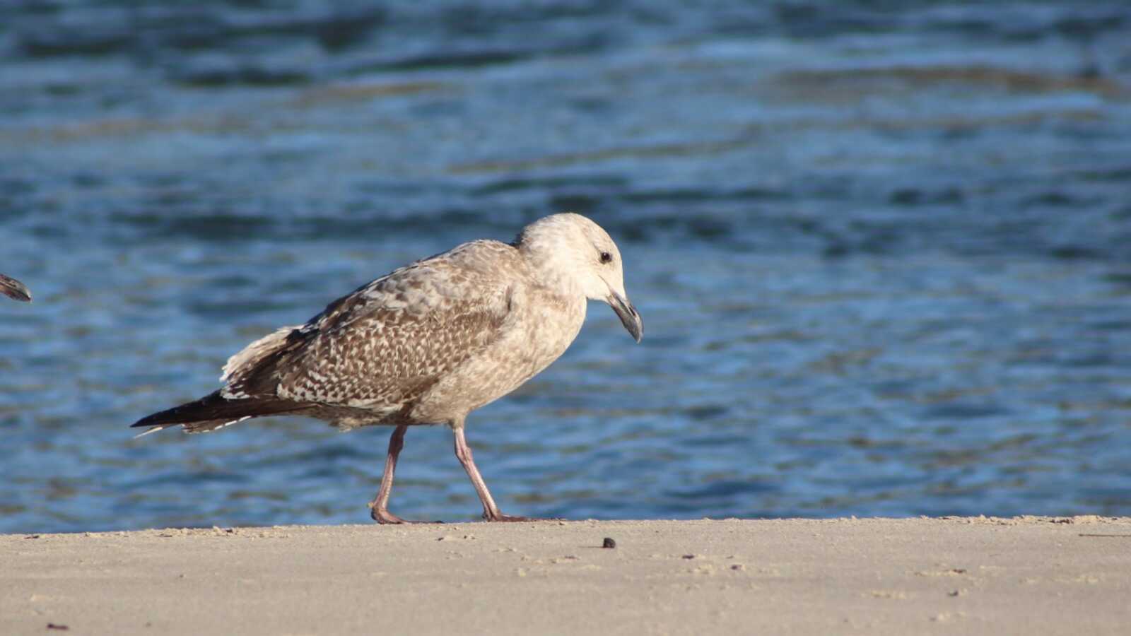 1st-cycle Herring Gull