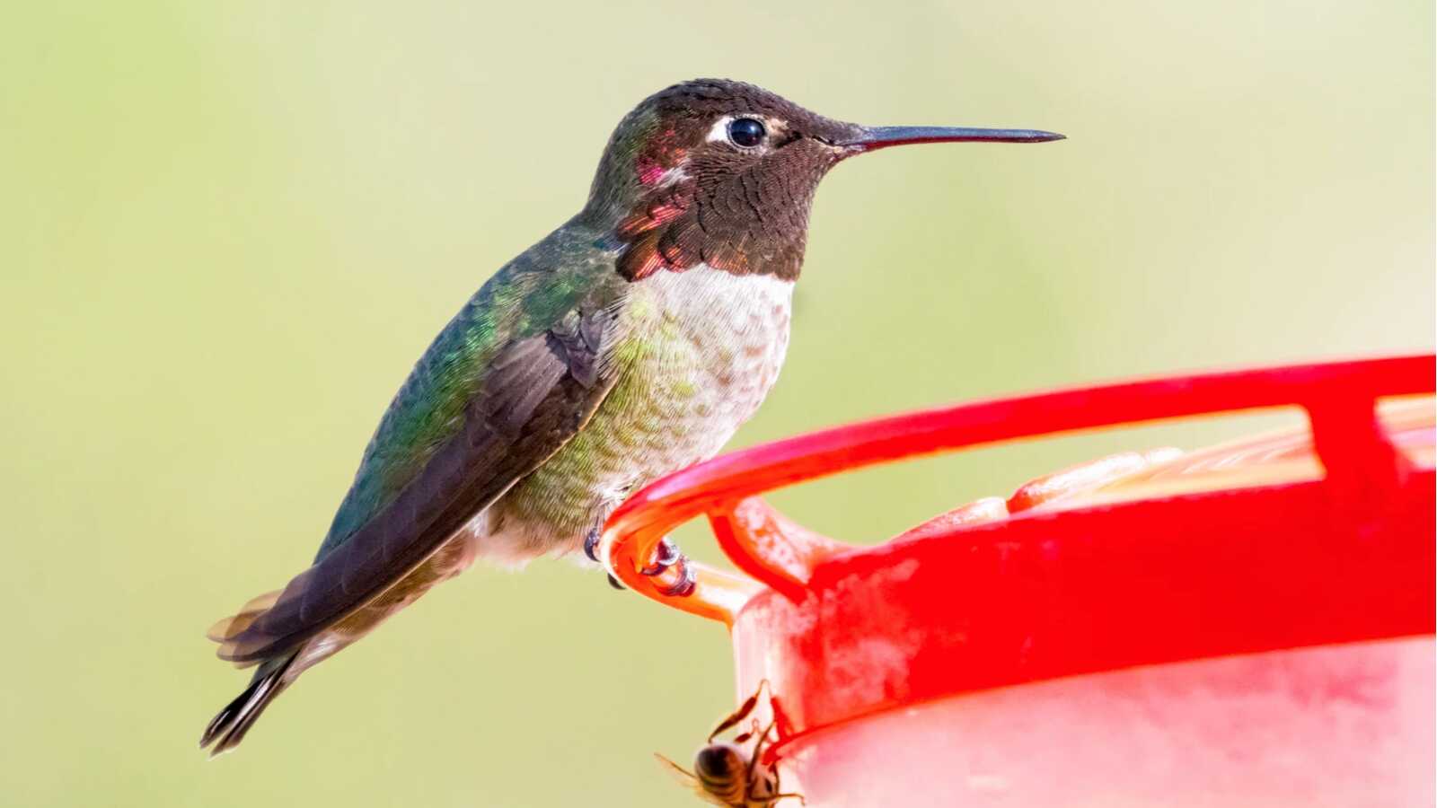 Anna's Hummingbird evolution