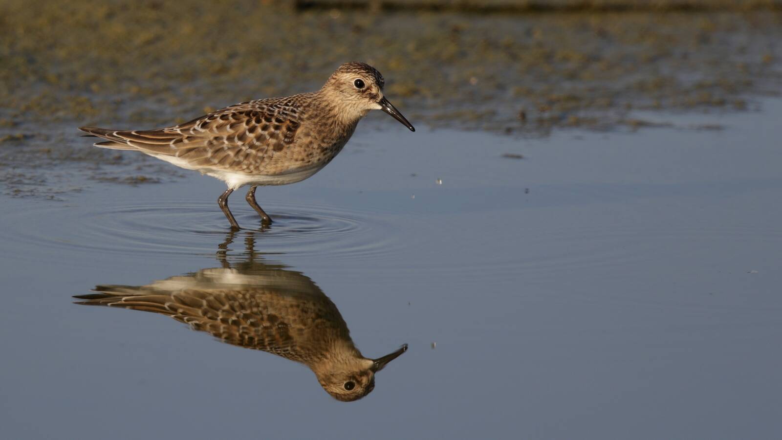 LA River Shorebird Survey