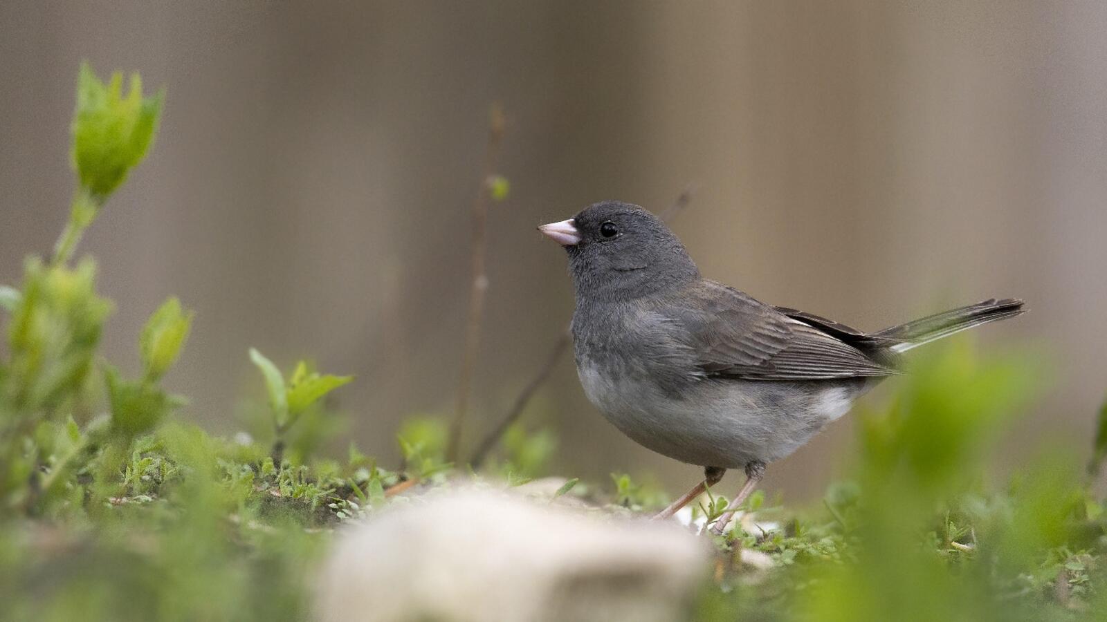 Dark-eyed Junco