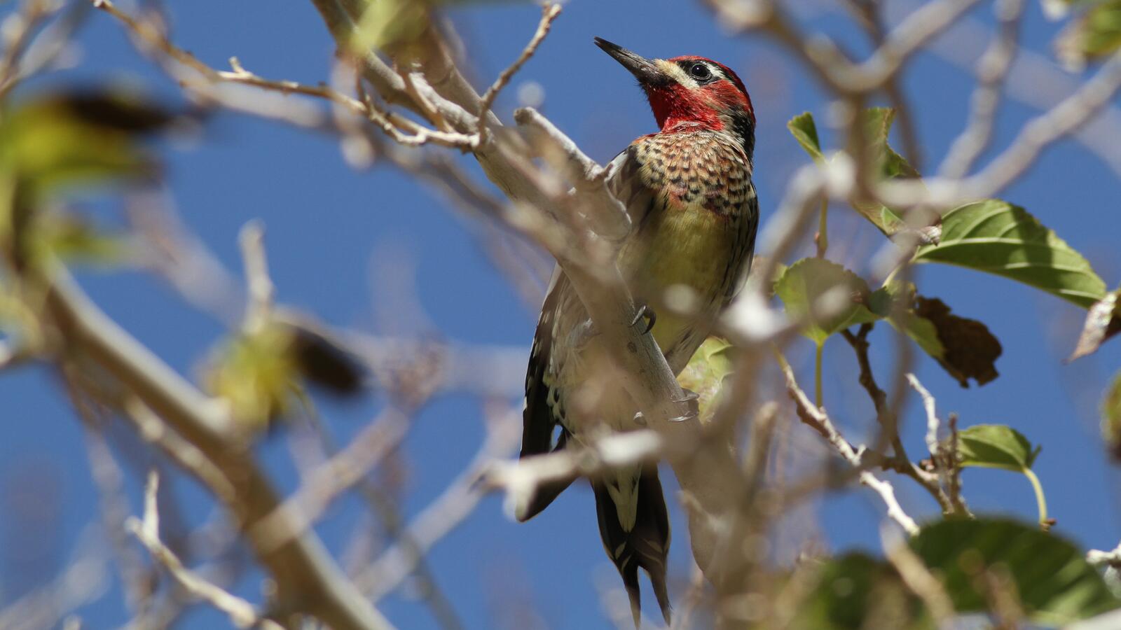 Hybrid Red-naped x Red-breasted Sapsucker