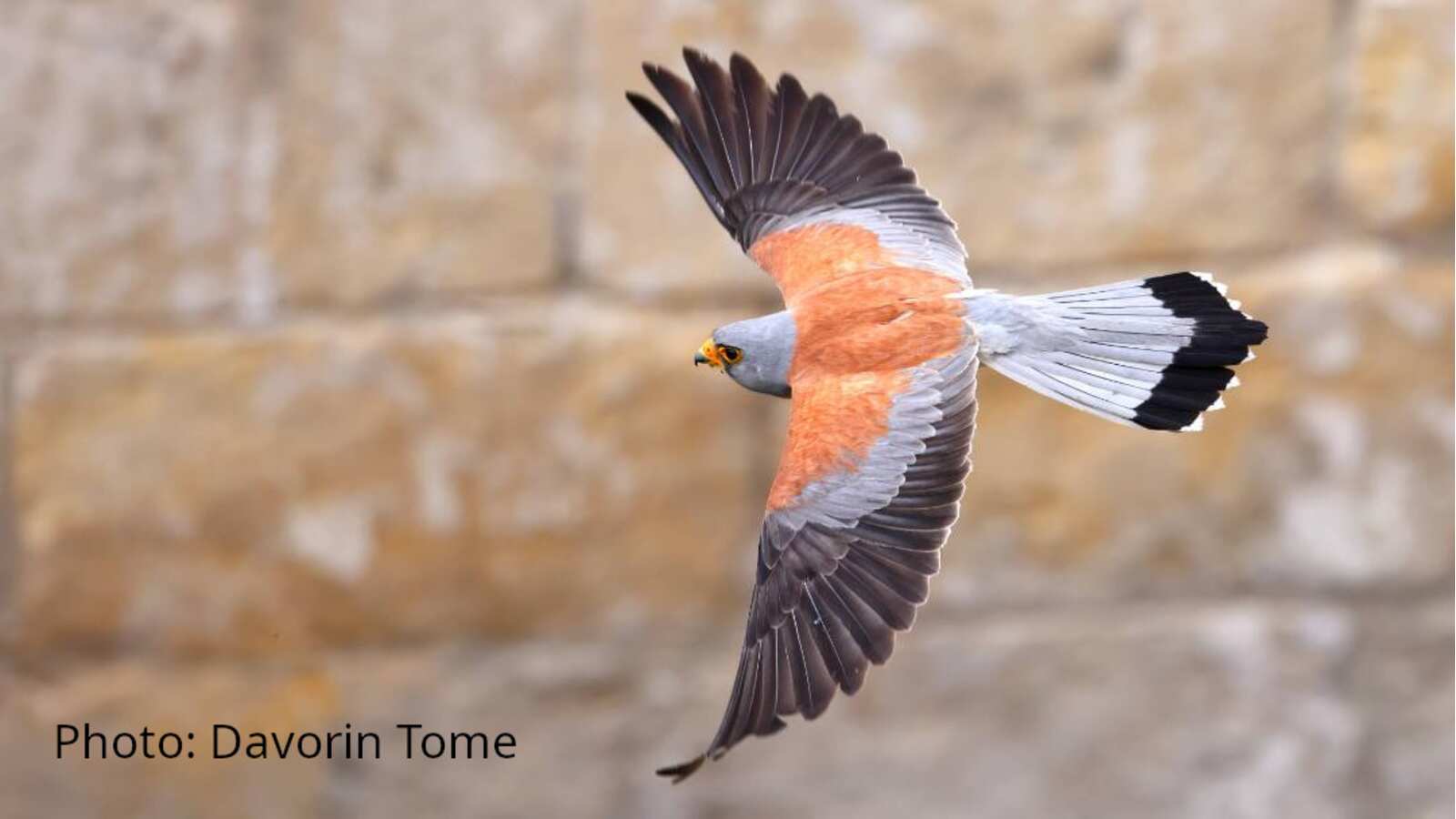 male Lesser Kestrel