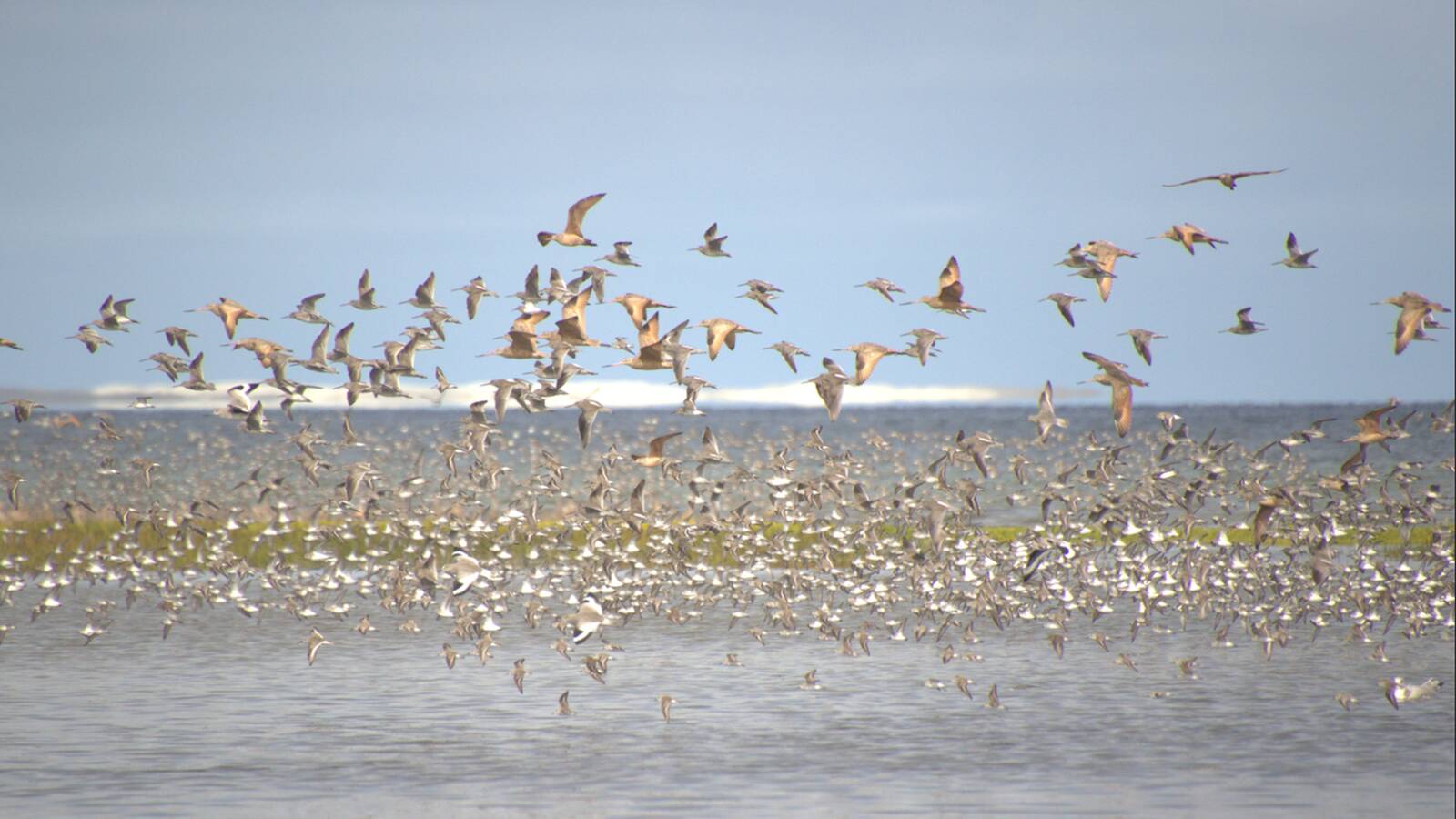 Many Shorebirds