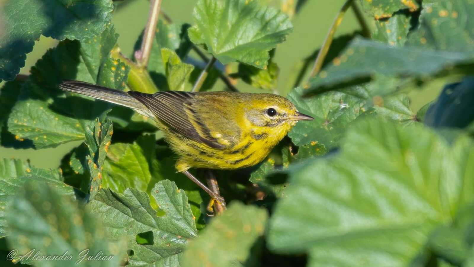 Prairie Warbler