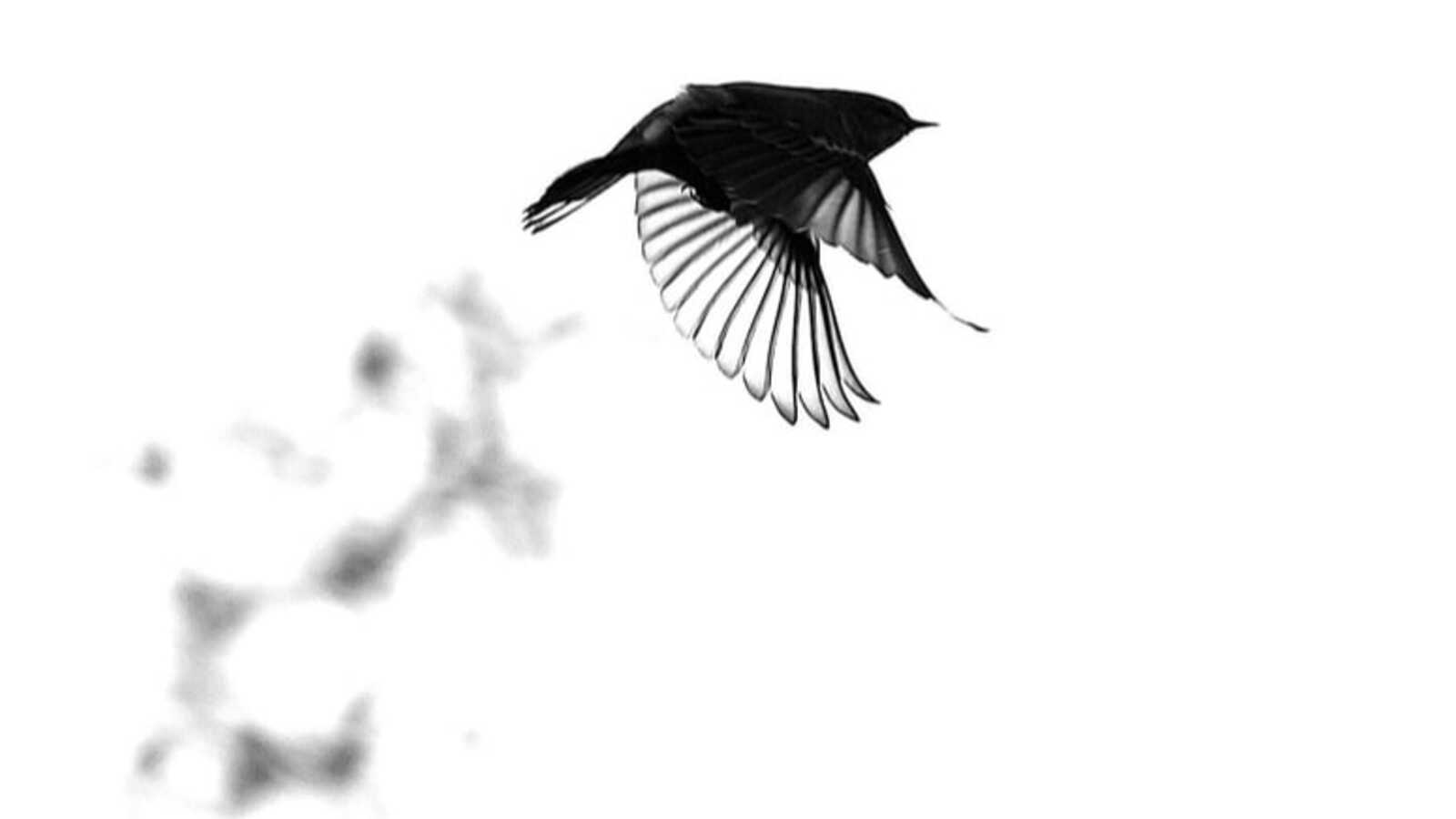 Migration's effect on genomes