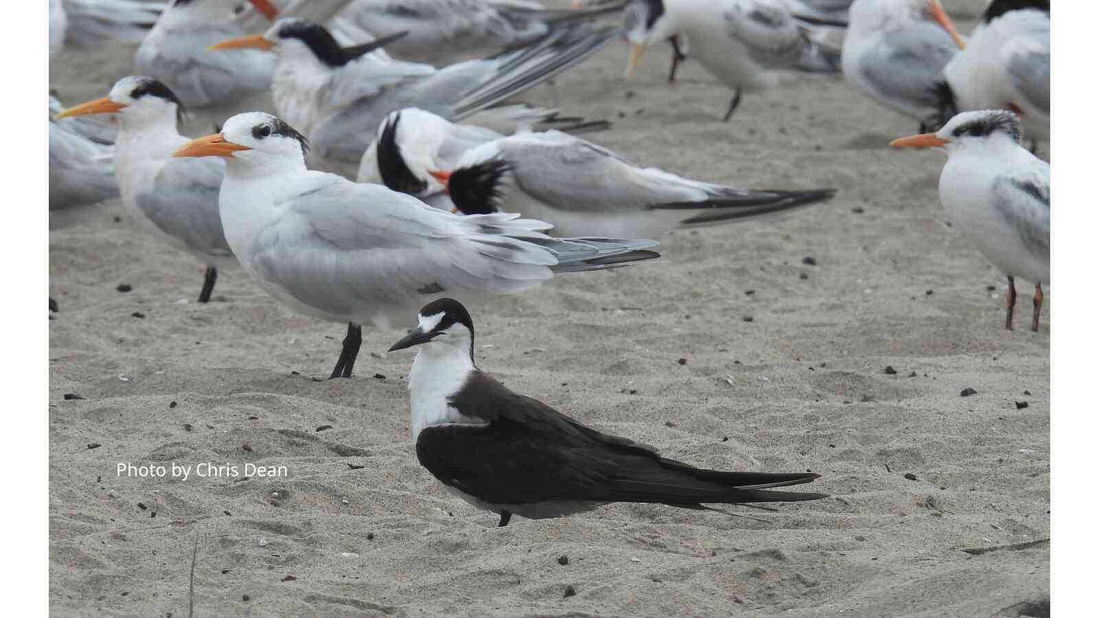 LA County bird list