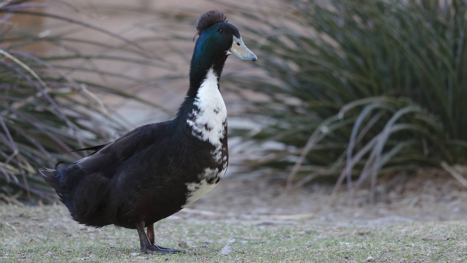 Strange-looking domestic duck