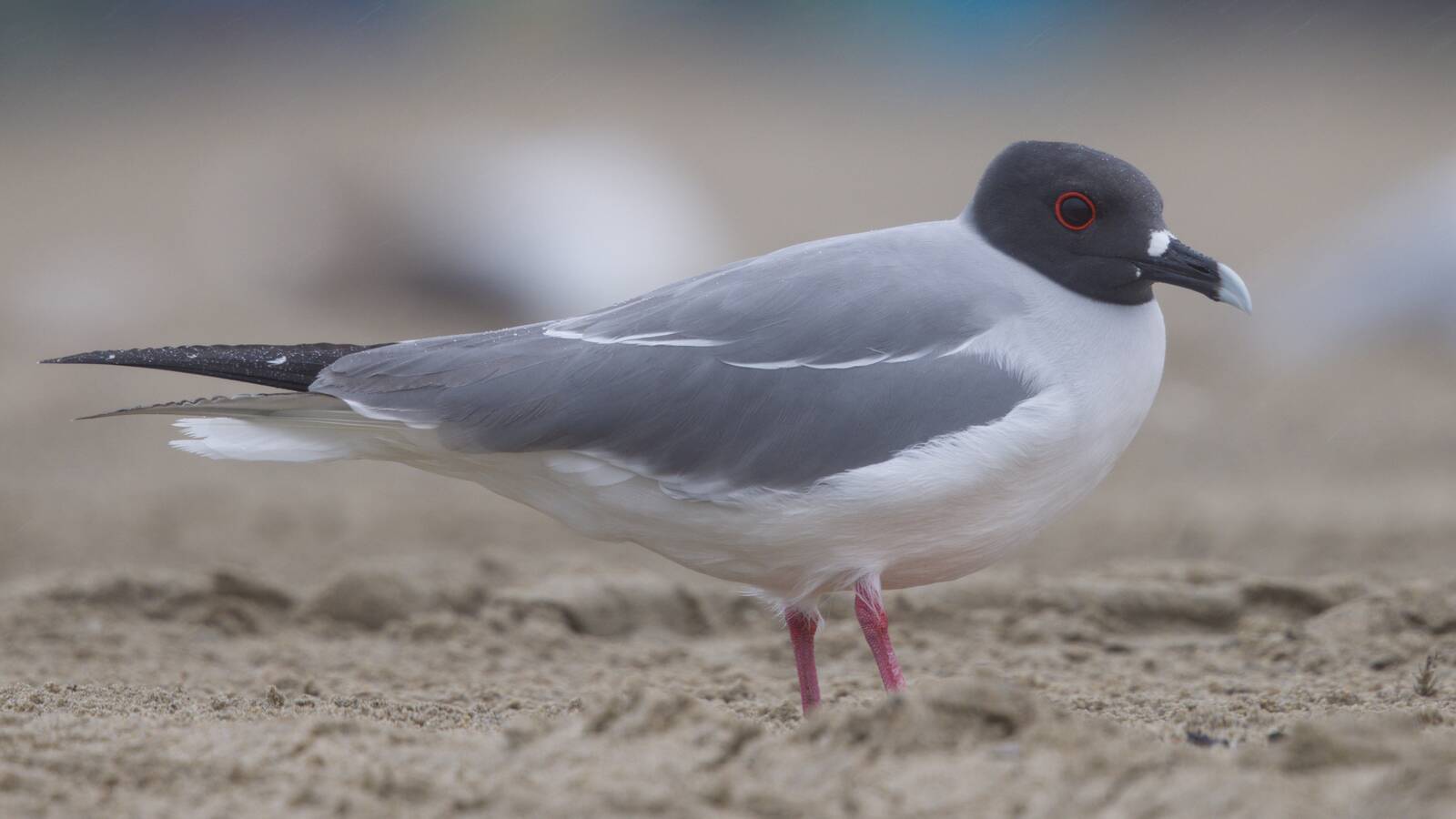 Swallow-tailed Gull