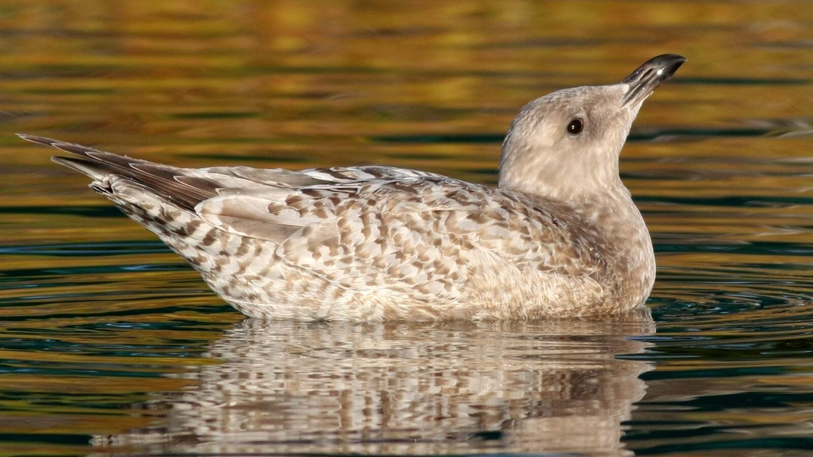 Iceland (Thayer's) Gull