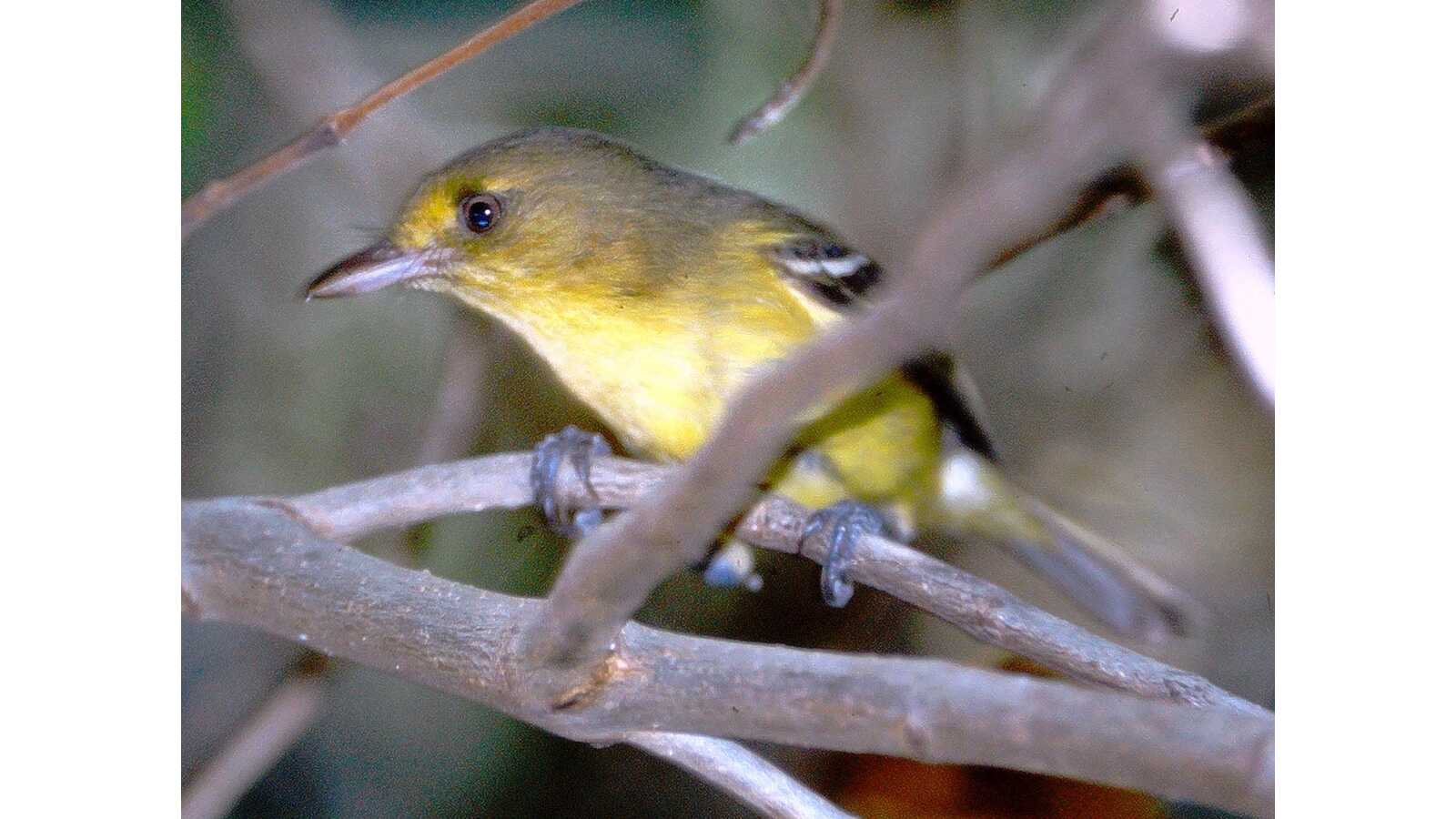 Vireos