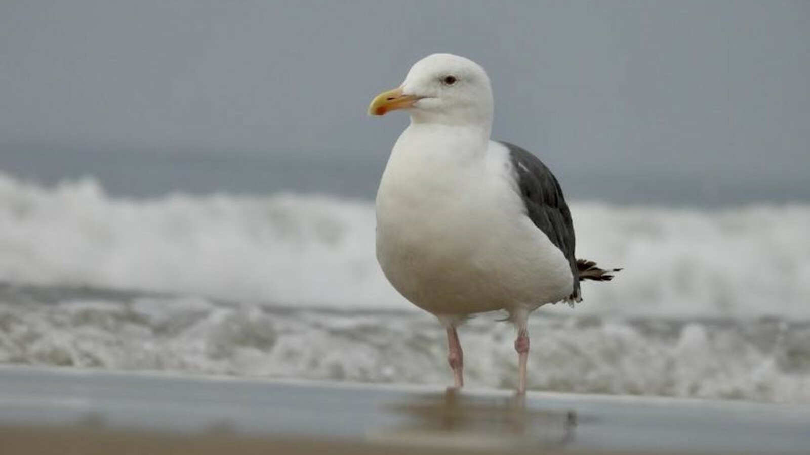 Field Trip: Gulls